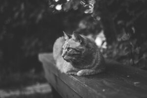 Read more about the article Eight Ways to Hydrate Like a Cat Who Has Read About Hydrating