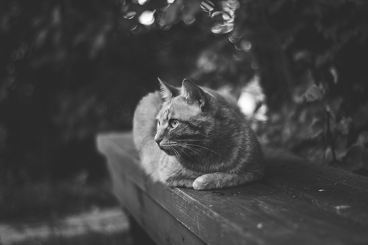 Read more about the article Eight Ways to Hydrate Like a Cat Who Has Read About Hydrating