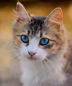 Read more about the article Press Release: Hairball Haven Introduces the Silent Retreat, Now with Added Yowling