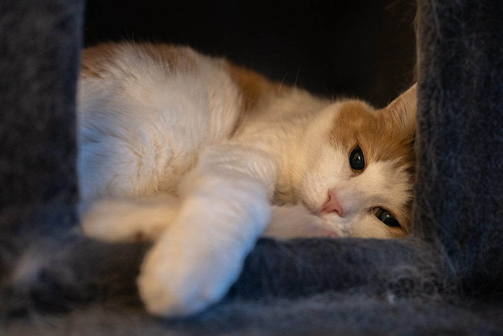 Photo of a cat for Hairball Release Retreat Weekend