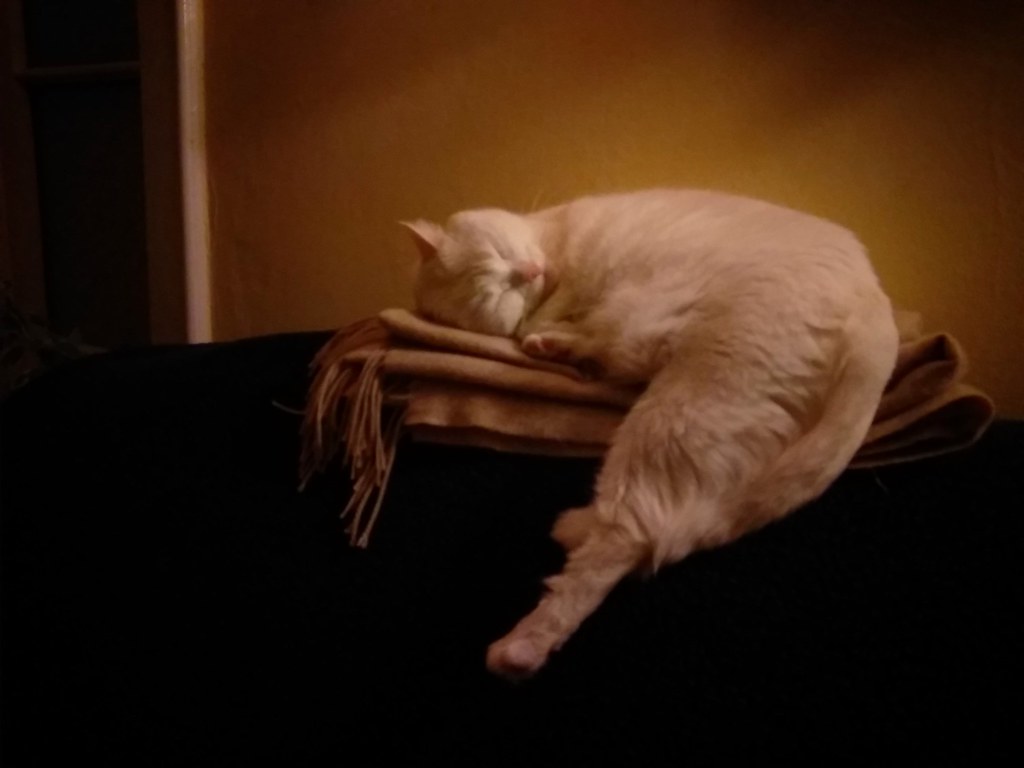 Photo of a cat for Heated Cat Bed, Sun Not Included