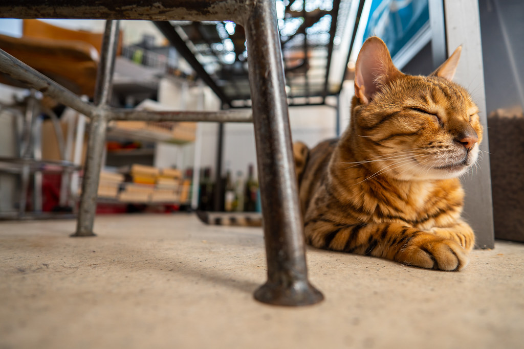 Photo of a cat for Sunbeam Tanning Pass