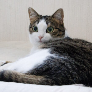 Deep Tissue Kneading Session, Your Lap