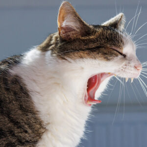 Yawn Training Workshop