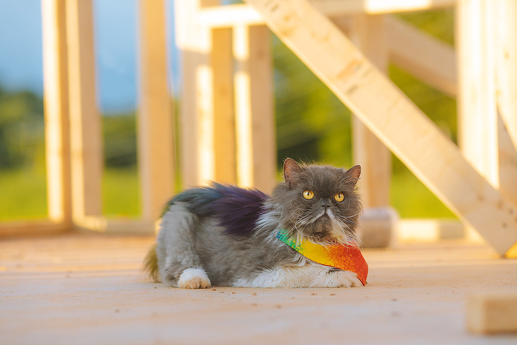 Photo of a cat for Hydration Fountain, Drip Slowly