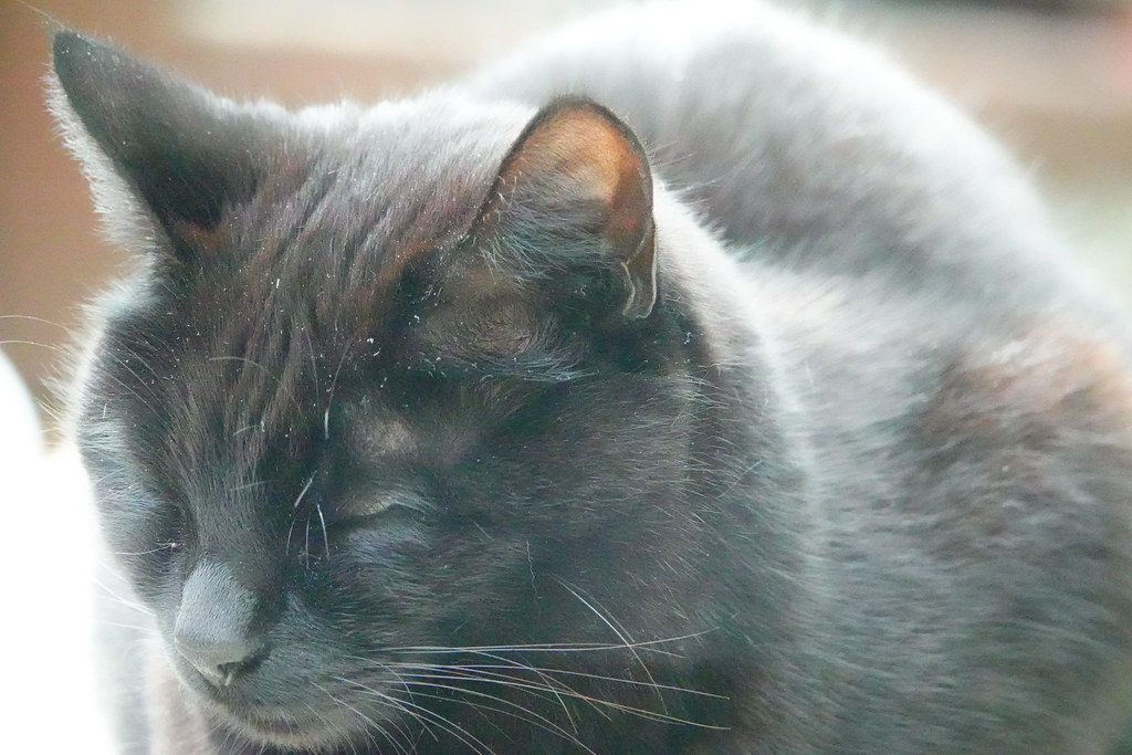 A cat at Hairball Haven Recovery Spa