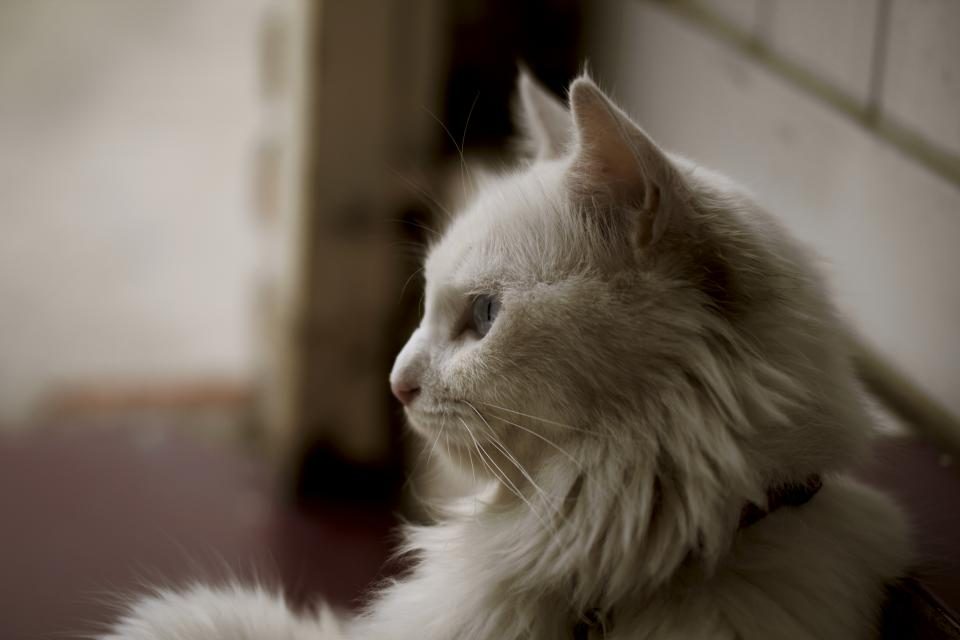 A cat at Hairball Haven Recovery Spa Gentle Brushing Ritual