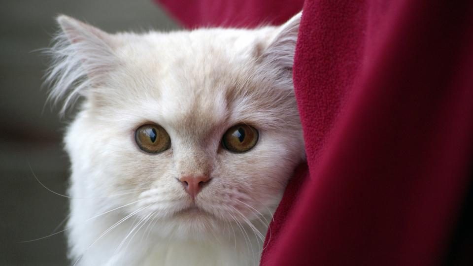 A cat at Hairball Haven Recovery Spa Hydration Lounge