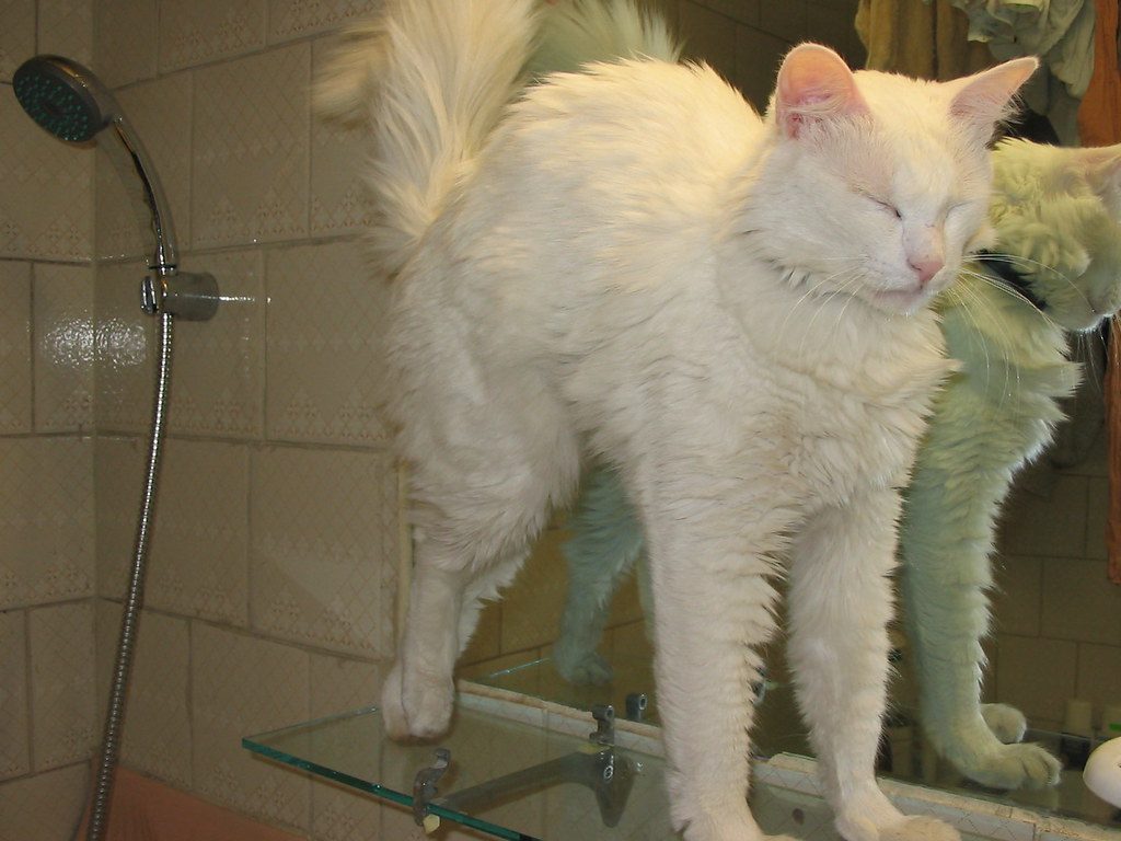 A cat at Hairball Haven Recovery Spa Grass and Greens Bar
