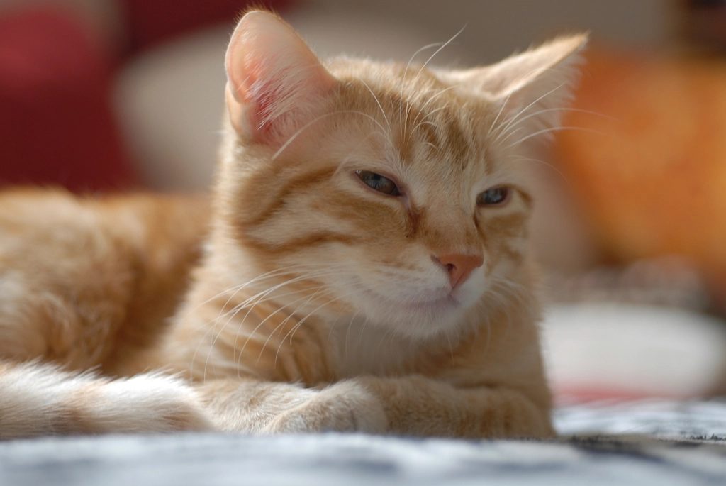 A cat at Hairball Haven Recovery Spa Fluffy Towel Wrap