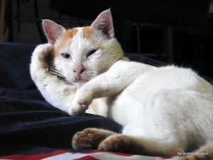 Read more about the article The best brushes for long haired cats